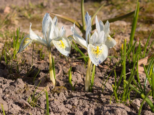 Bloeiende Irissen Een Lente Dag Close — Stockfoto