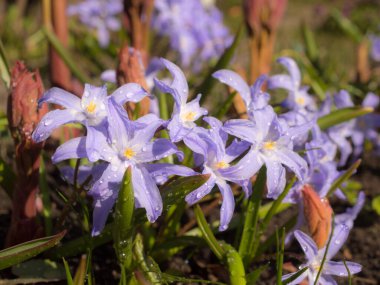 Bir bahar günü çiçek açan Chionodoxa