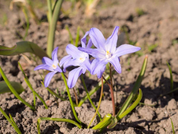 Blühende Chionodoxa Einem Frühlingstag Aus Nächster Nähe — Stockfoto