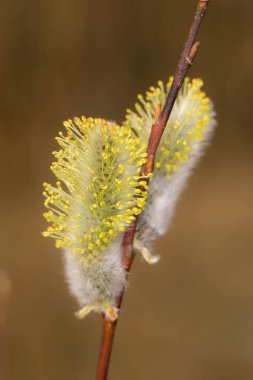 İlkbaharda söğüt tomurcukları ön planda yakın plan