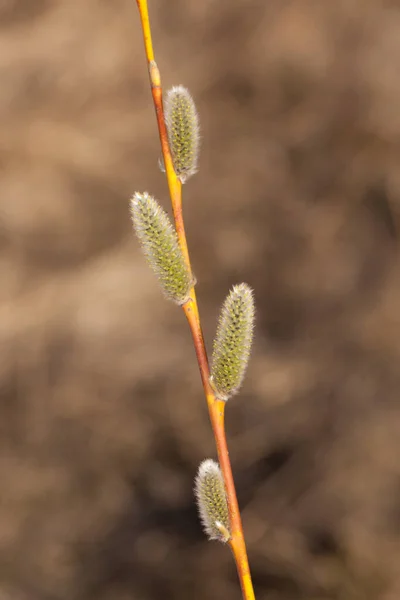 Green Willow Buds Spring Closeup Foreground — Stock Photo, Image