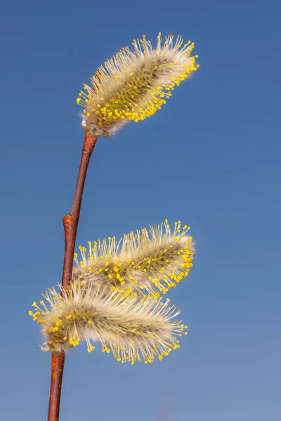 Willow Buds Spring Closeup Foreground — Stock Photo, Image