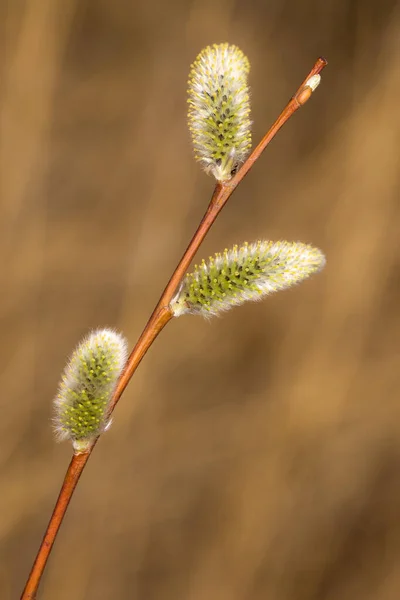 Boccioli Salice Verde Primavera Primo Piano Primo Piano — Foto Stock