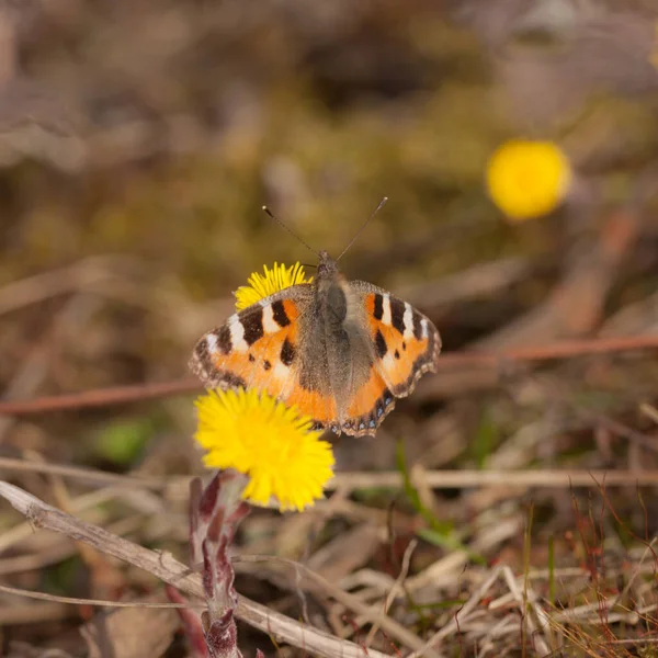 Papillon Sur Une Fleur Printemps Gros Plan — Photo