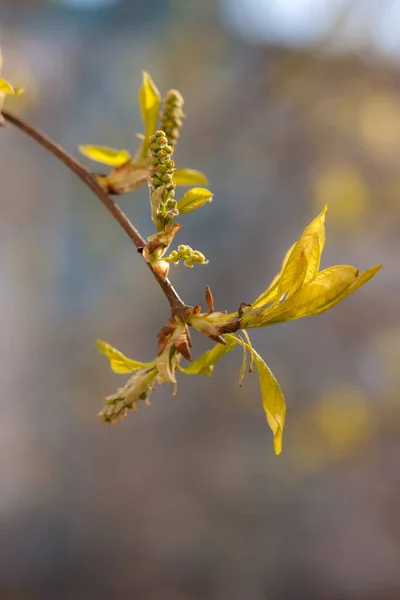 Hojas Verdes Brotes Árboles Primavera —  Fotos de Stock