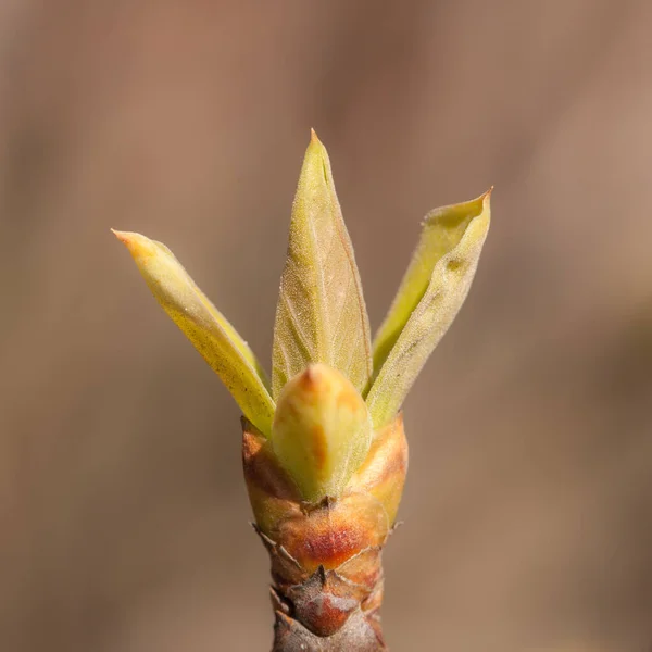 Botões Ramo Uma Árvore Primavera Fecham — Fotografia de Stock