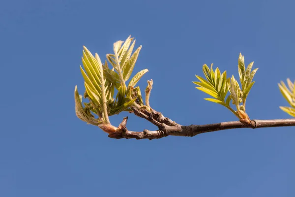 Πράσινα Φύλλα Και Μπουμπούκια Δέντρων Την Άνοιξη — Φωτογραφία Αρχείου