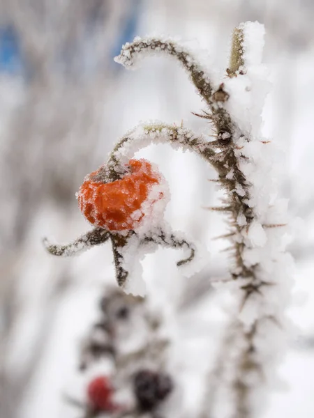 Rosehip Branch Snow Hoarfrost Winter Closeup — Stock Photo, Image