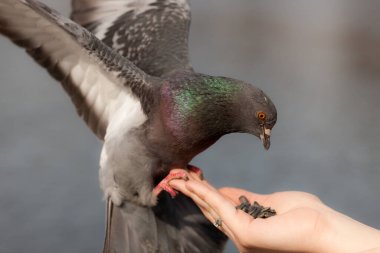 Aç güvercin elinin altında. Yaklaş.
