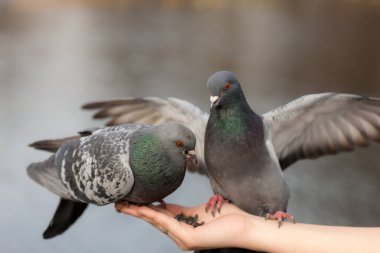 İki aç güvercin yan yana oturuyor.