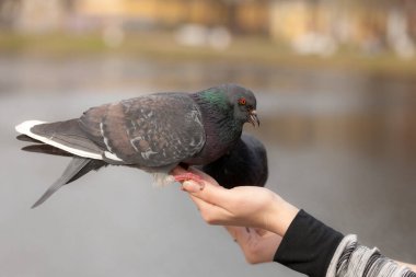 İki güvercin bir elde oturuyor. Yakın plan.