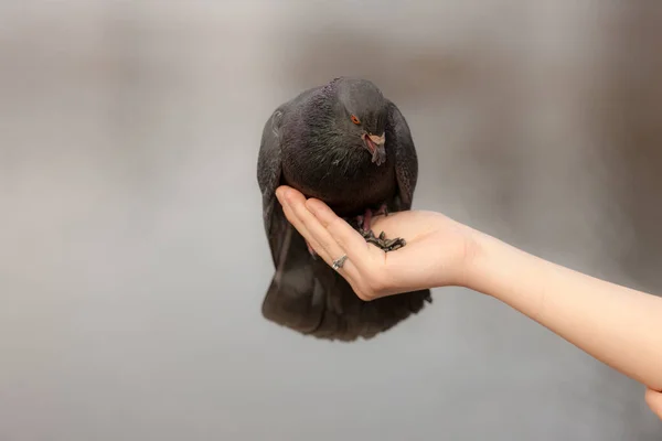 Hungrige Taube Auf Der Hand Aus Nächster Nähe — Stockfoto