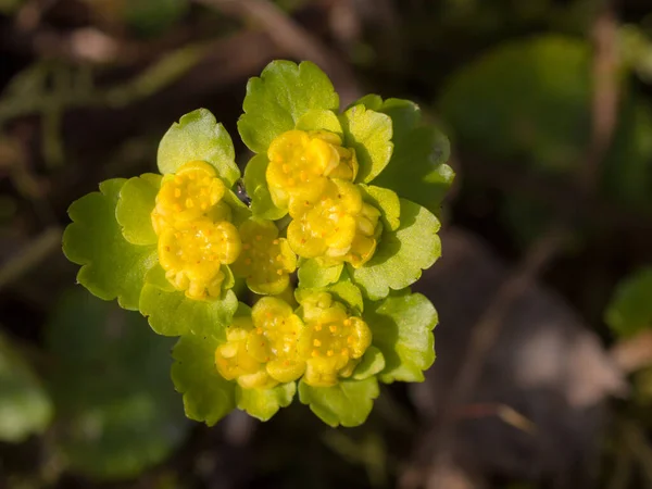 Små Gula Blommor Gröna Blad Närbild — Stockfoto