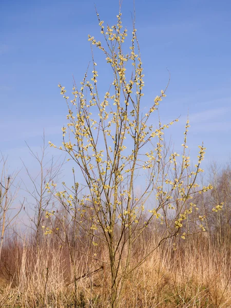 Blooming Willow Tree Yellow Buds Spring — Stock Photo, Image