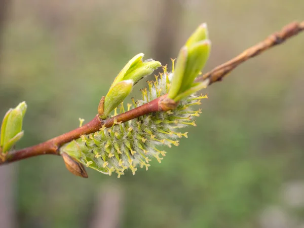 春の陽射しが強い柳の枝 — ストック写真