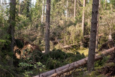 Ormanda rüzgarlı bir manzara