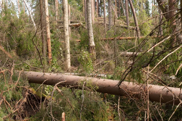 Frangivento Dopo Uragano Una Foresta Estiva — Foto Stock