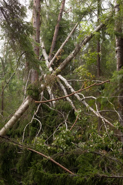 Cortavientos Después Huracán Bosque Verano — Foto de Stock