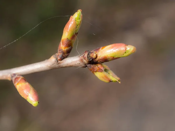 Trädknoppar Våren Närbild Förgrunden — Stockfoto