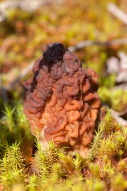 Baharda yosunların arasında mantar kapanıyor.