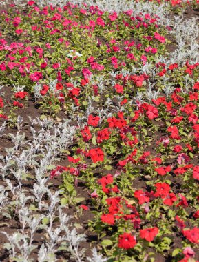 Güneşli bir yaz gününde çiçek tarhı