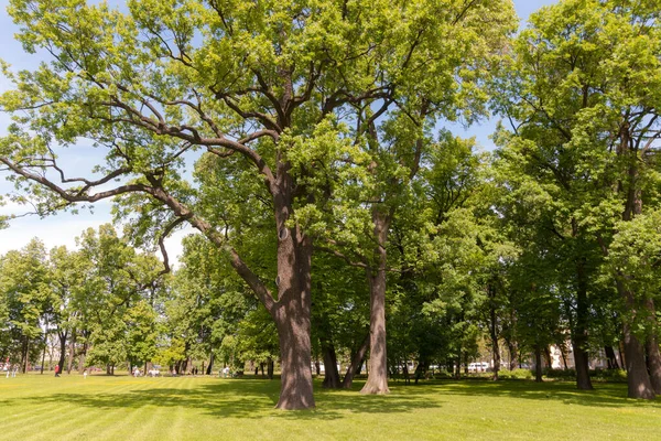 Landschap Met Bomen Gazon Een Zomerpark — Stockfoto