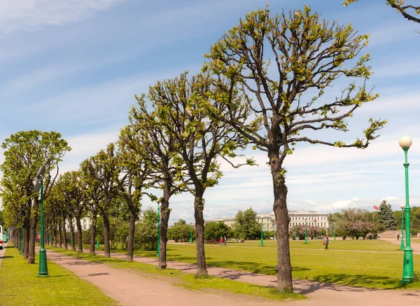 Landschap Met Bomen Pad Een Zomerpark — Stockfoto