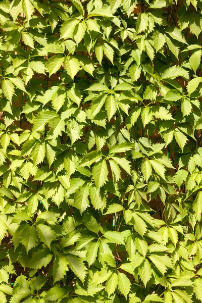 Green Background Ivy Leaves Summer — Stock Photo, Image