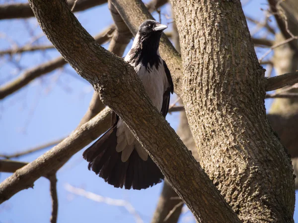 Portrait Gray Crow Tree Branch — Stock Photo, Image