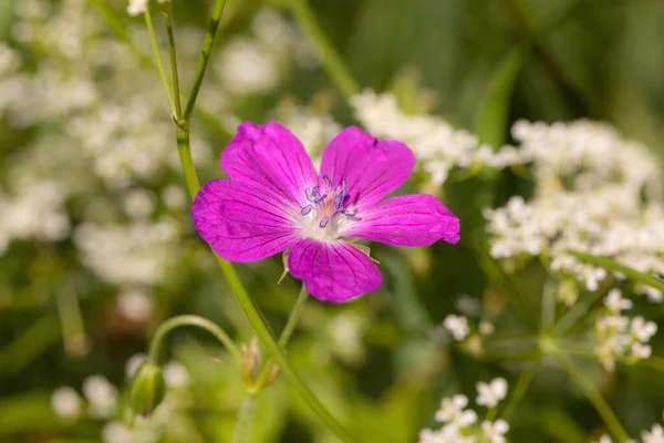 Flor Púrpura Sobre Fondo Flores Blancas Primer Plano —  Fotos de Stock