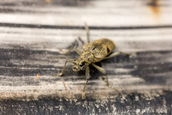 Ritratto Scarabeo Weevil Primo Piano Estate — Foto Stock