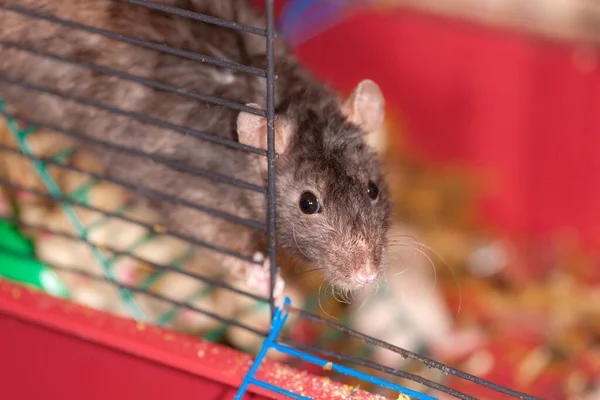 Nahaufnahme Porträt Einer Ratte Käfig — Stockfoto