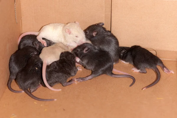 许多老鼠宝宝在纸板箱里 — 图库照片