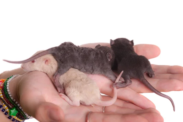 Kis Bébi Patkányok Tenyéren Közelkép — Stock Fotó