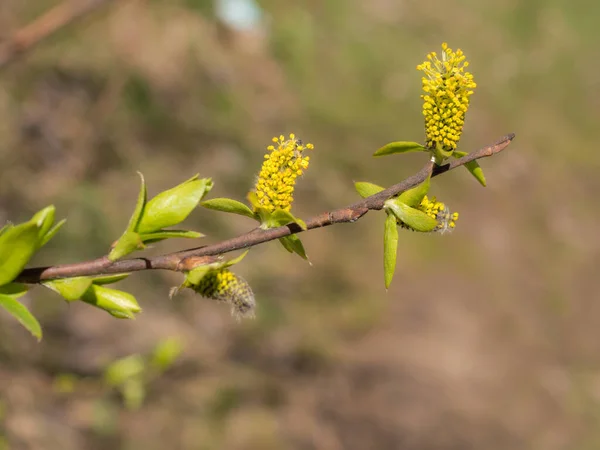 Willow Branch Buds Leaves Spring — Stock Photo, Image