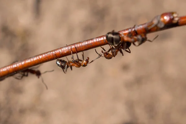 Hormigas Rojas Una Rama Cerca — Foto de Stock