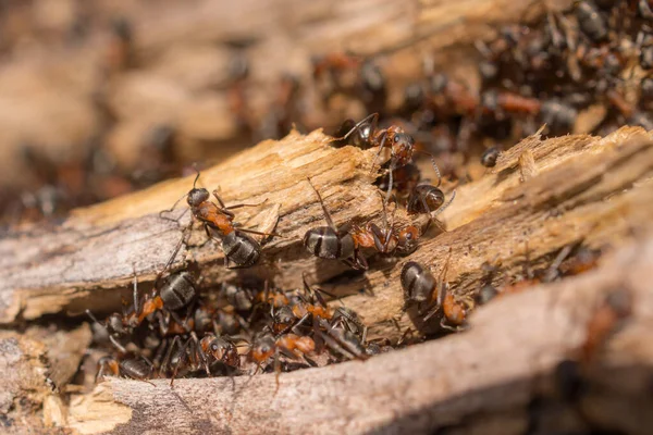 Anthill Trunk Old Tree — Stock Photo, Image