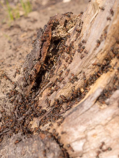 Güneşli Bir Günde Yaşlı Bir Ağacın Gövdesinde Karınca Yuvası — Stok fotoğraf