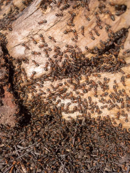 Fourmilière Dans Tronc Vieil Arbre Par Une Journée Ensoleillée — Photo