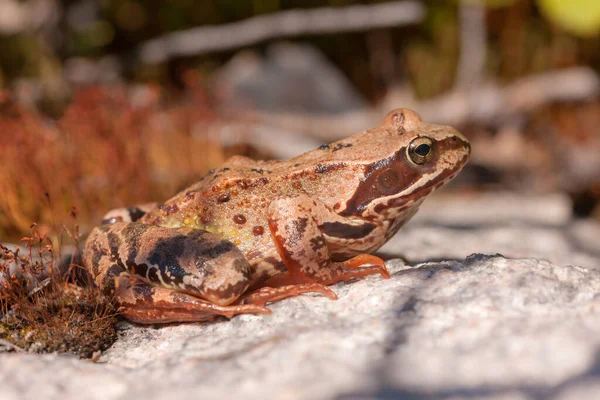 두꺼비가 가까이 — 스톡 사진