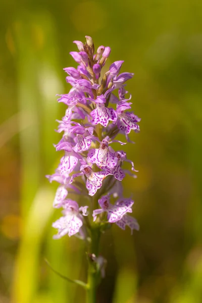 Pequeña Orquídea Forestal Cerca Verano — Foto de Stock