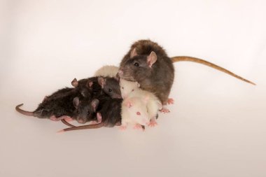 studio portrait of a rat mom and small babies rat