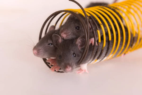 Small Baby Rats Play Spring — Stockfoto