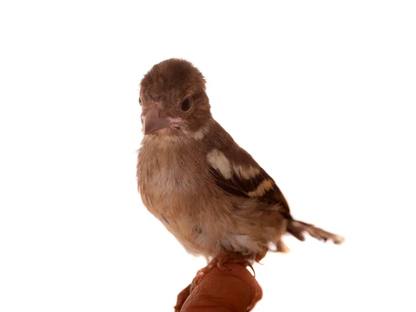 Bébé Oiseau Jarret Gros Plan Isolé Sur Blanc — Photo