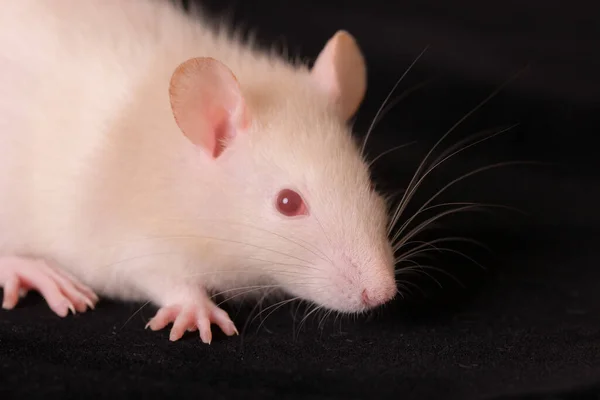 Kleine Witte Baby Rat Een Zwarte Achtergrond — Stockfoto