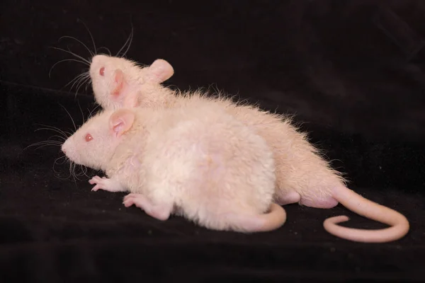 Dois Pequenos Ratos Bebês Fundo Preto — Fotografia de Stock