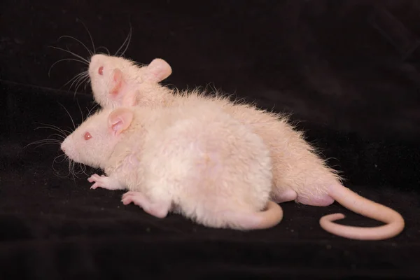 Dos Pequeñas Ratas Bebé Sobre Fondo Negro —  Fotos de Stock