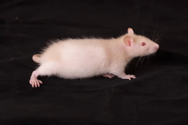 Mały Biały Szczur Czarnym Tle — Zdjęcie stockowe