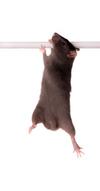 Small baby rat on a horizontal bar
