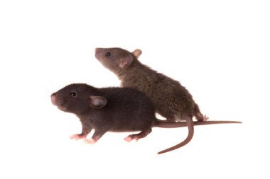 portrait of two baby rats close up